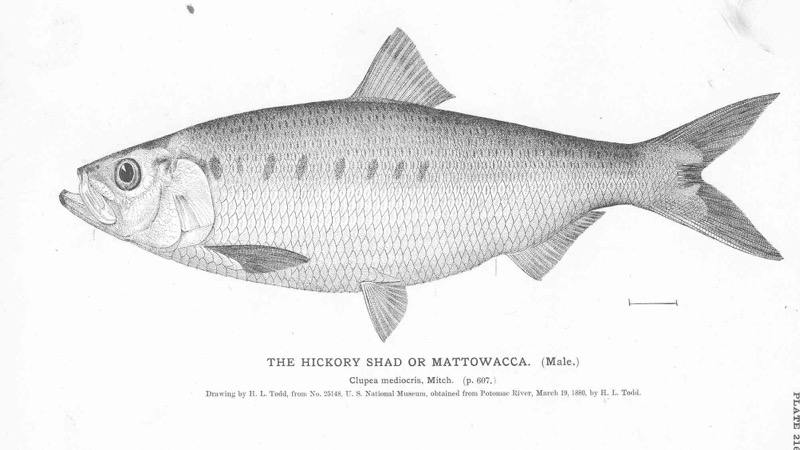 FMIB_51108_Hickory_Shad_or_Mattowacca_(Male)