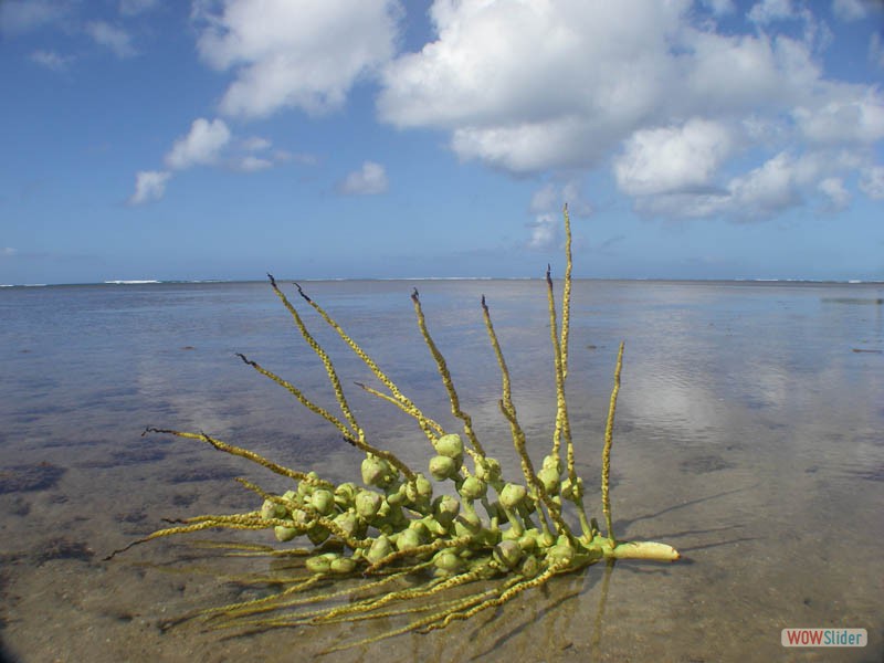 hawaiiflats09palm