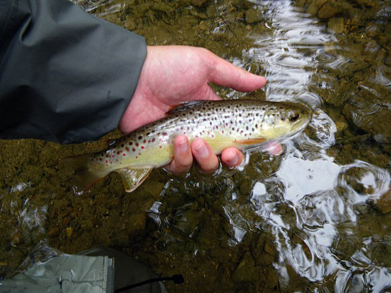 090709trout003