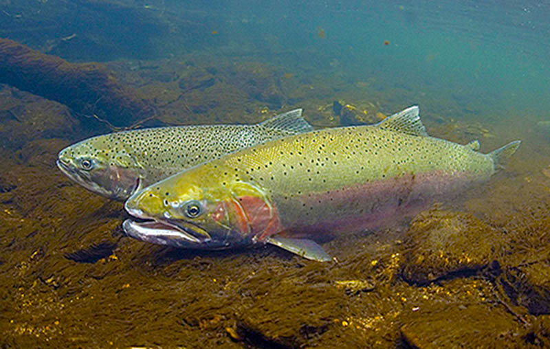 steelhead-pair